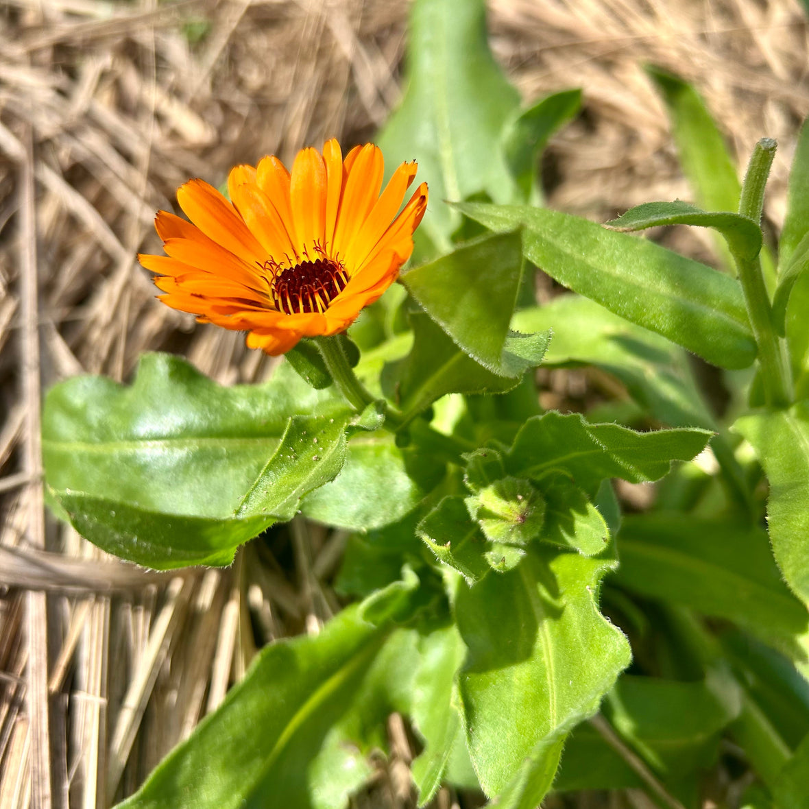 🌼 Calendula: From Garden Abundance to Skin Soothing
