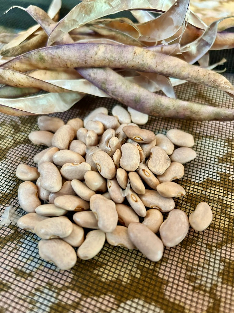 Seeds