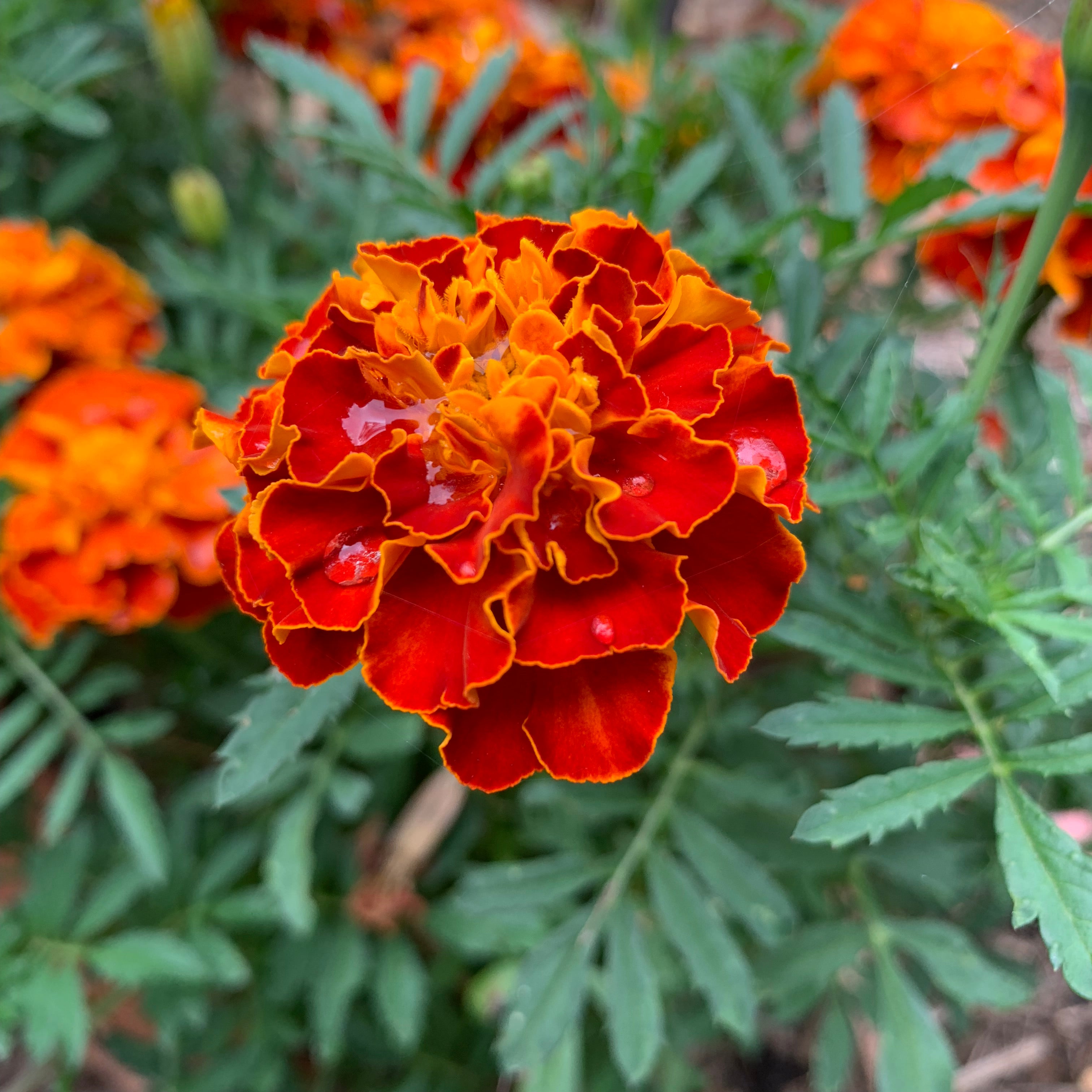 Marigold Seeds
