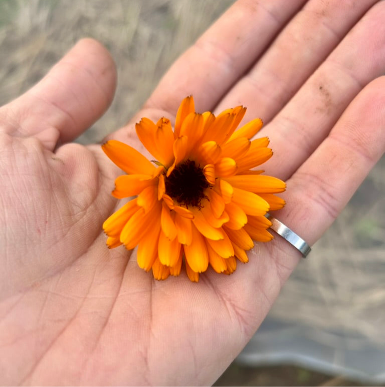 Calendula Salve- Olive Oil - 0