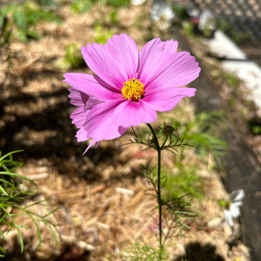 Pink flower with a yellow center in a natural setting