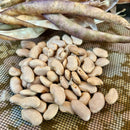 Dry beans and dried bean pods on a mesh surface