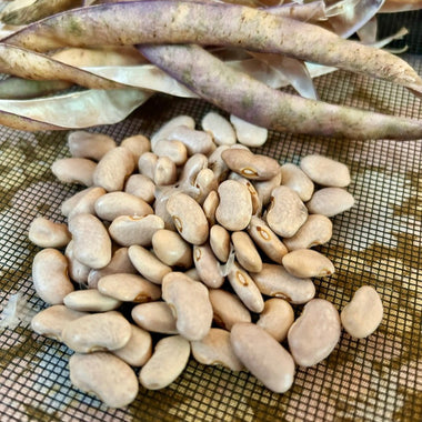 Dry beans and dried bean pods on a mesh surface