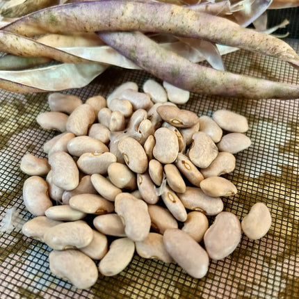 Dry beans and dried bean pods on a mesh surface