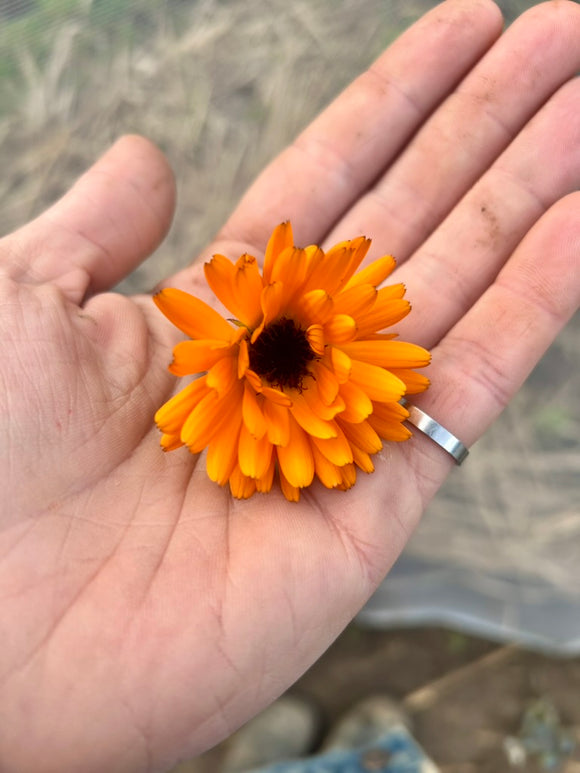 Calendula Salve - Jojoba Oil