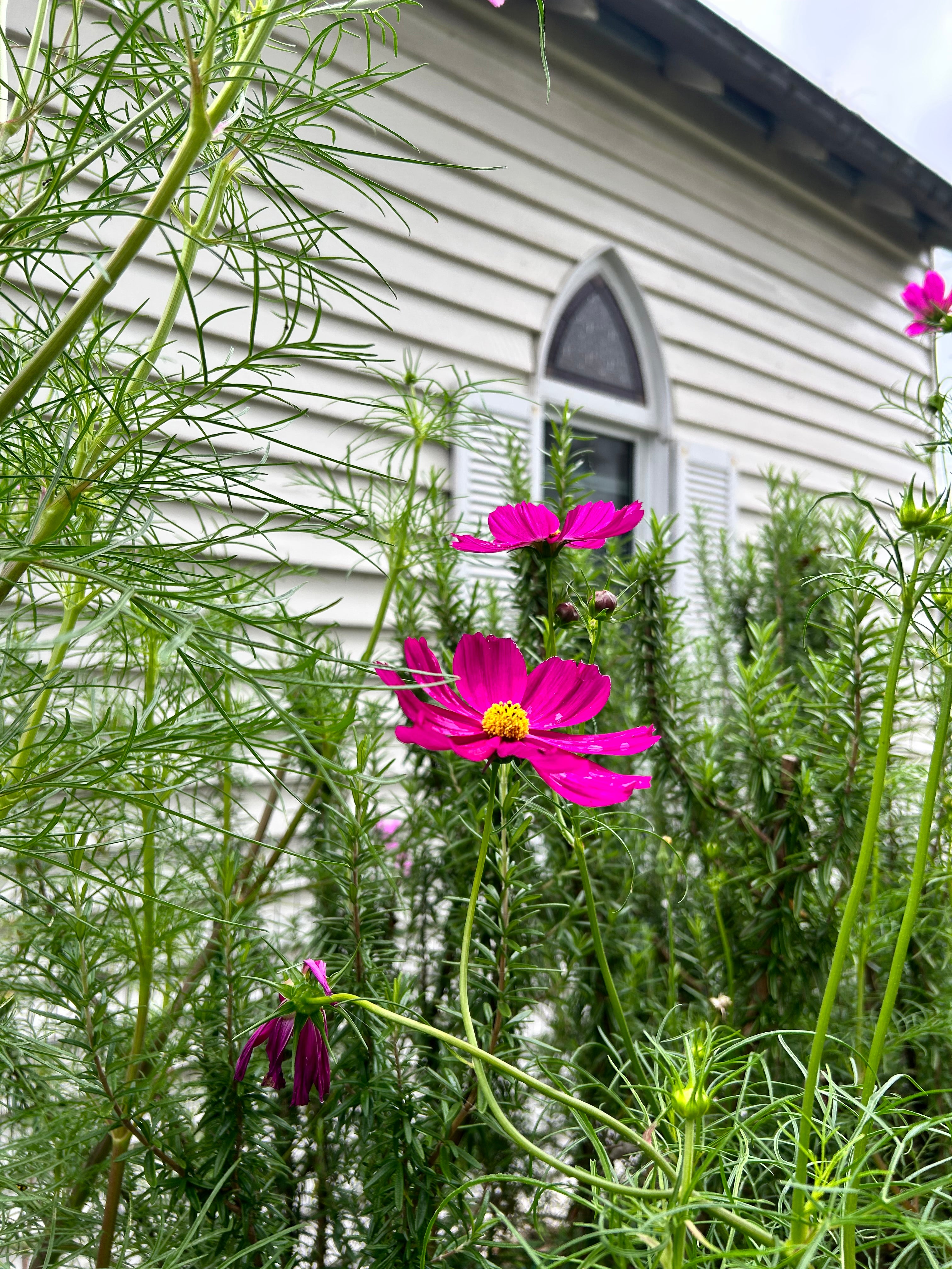 Cosmos seeds - 0