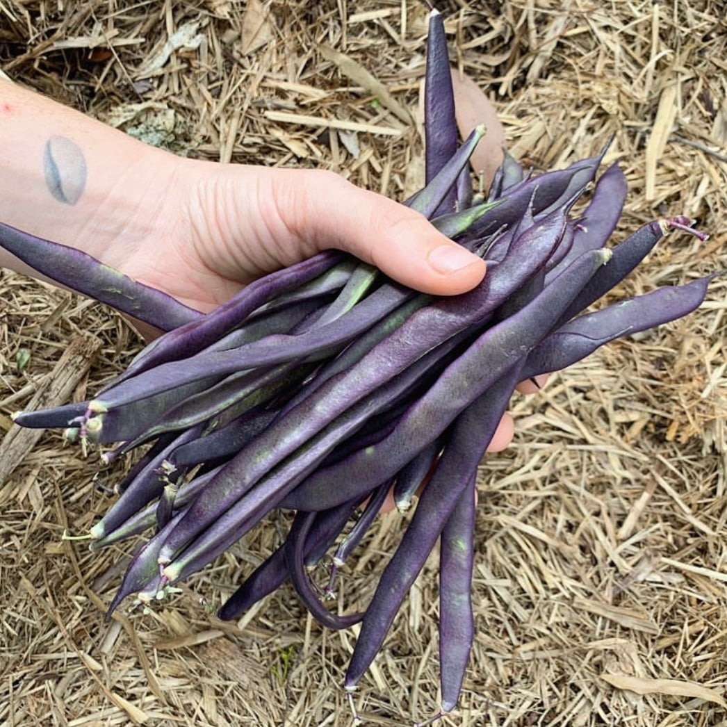 Purple King Climbing Bean Seeds