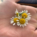 Night Garden Salve – Mature Skin-3