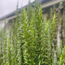 Night Garden Salve – Mature Skin-2