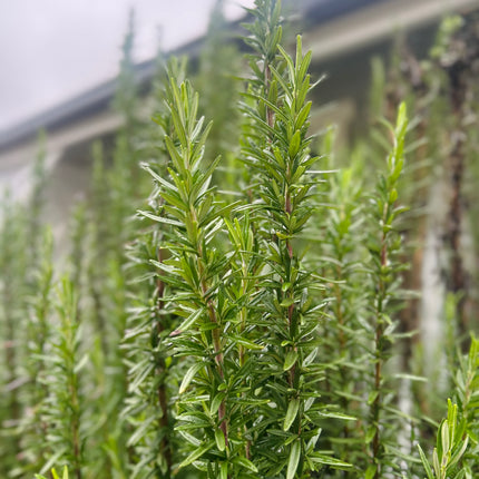 Night Garden Salve – Mature Skin - 0