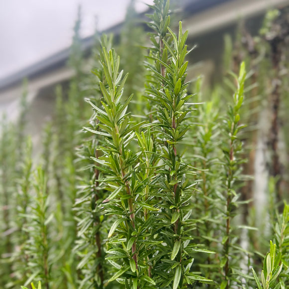 Night Garden Salve – Mature Skin