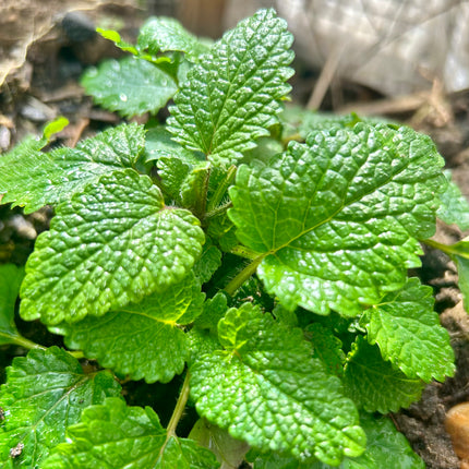 Tinted Lemon Balm Lip Balm - 0