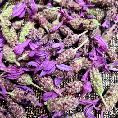 Close-up of dried lavender flowers on a black mesh screen