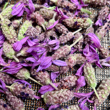 Close-up of dried lavender flowers on a black mesh screen