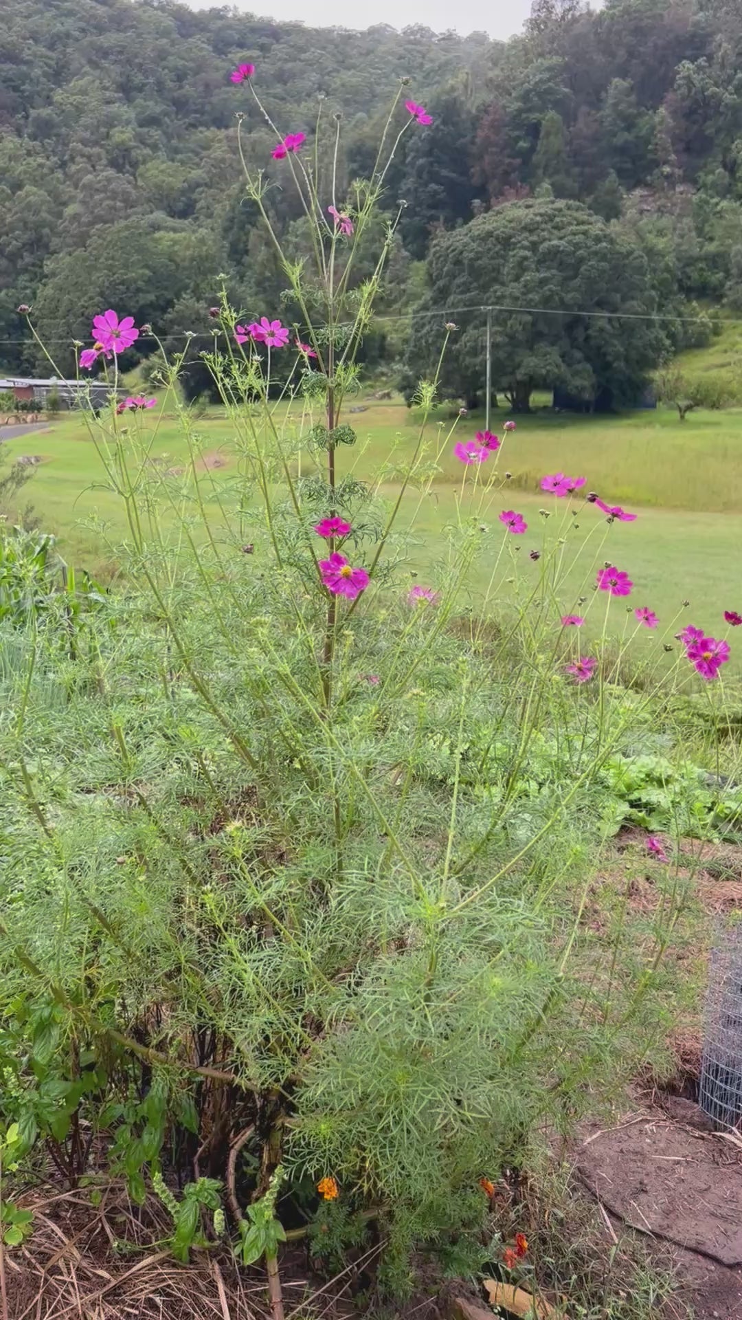Cosmos seeds-3